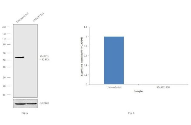 SMAD3 Antibody