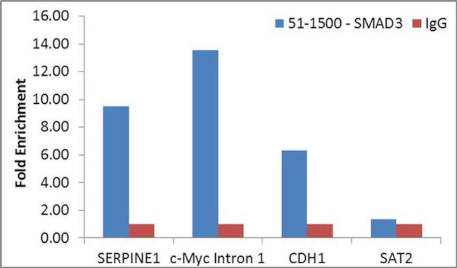 SMAD3 Antibody in ChIP Assay (ChIP)