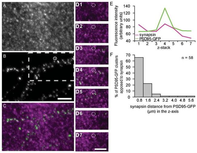 Synapsin 1 Antibody in Immunocytochemistry (ICC/IF)