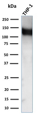 CD31/PECAM-1 (Endothelial Cell Marker) Antibody in Western Blot (WB)