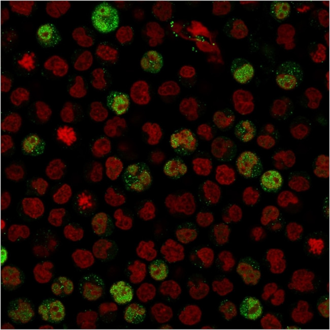 BOB.1 Antibody in Immunocytochemistry (ICC/IF)