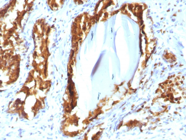 Prostate Specific Acid Phosphatase (PSAP) Antibody in Immunohistochemistry (Paraffin) (IHC (P))