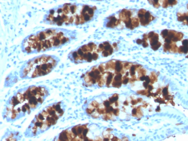 Intelectin 1/Omentin Antibody in Immunohistochemistry (Paraffin) (IHC (P))