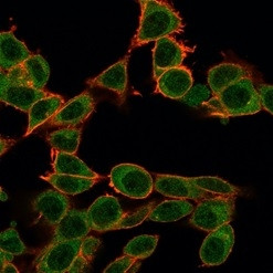 ZFP64 Antibody in Immunocytochemistry (ICC/IF)