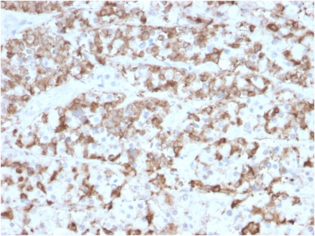 Prolactin (Pituitary Tumor Marker) Antibody in Immunohistochemistry (Paraffin) (IHC (P))