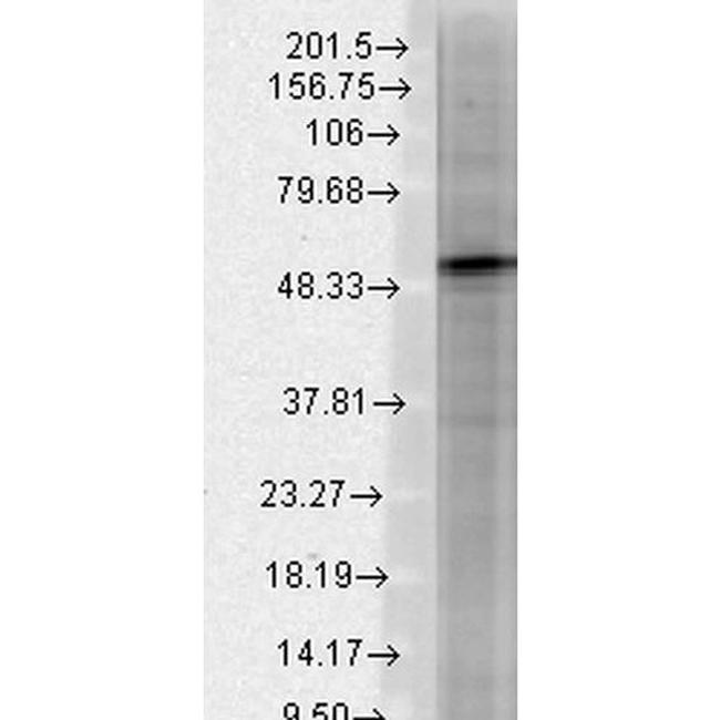 Beta 3 GABA-A Receptor Antibody in Western Blot (WB)