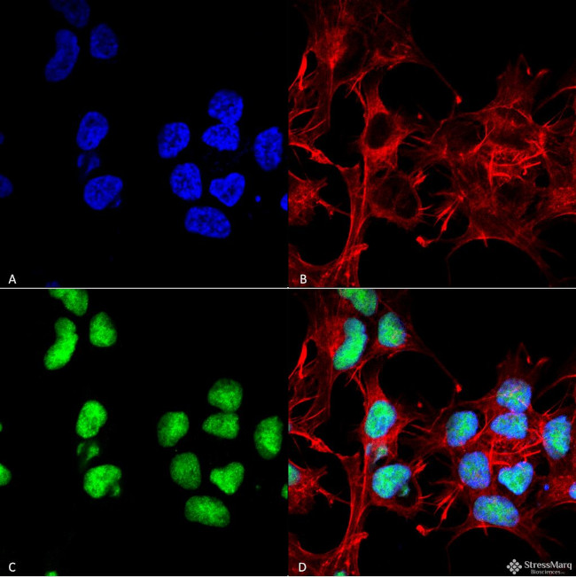 Choline acetyltransferase Antibody in Immunocytochemistry (ICC/IF)