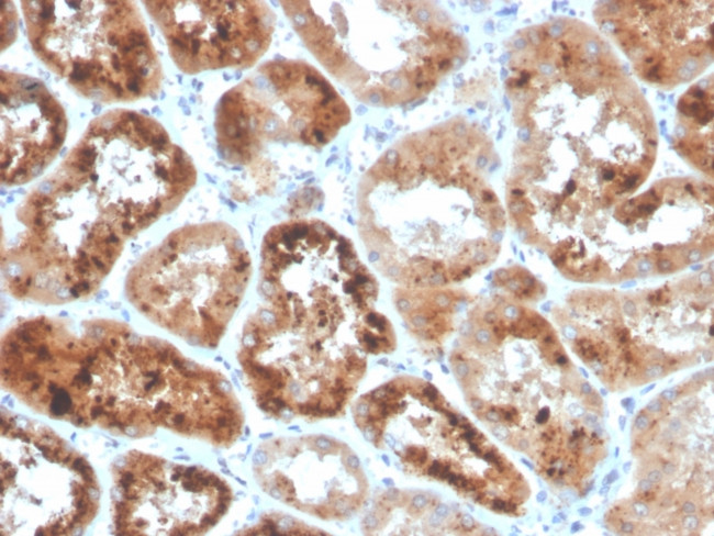 RBP4/Retinol Binding Protein 4 Antibody in Immunohistochemistry (Paraffin) (IHC (P))