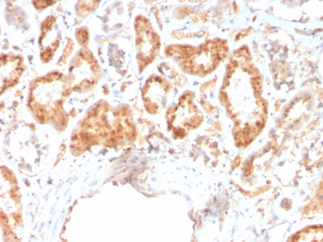 RBP4/Retinol Binding Protein 4 Antibody in Immunohistochemistry (Paraffin) (IHC (P))