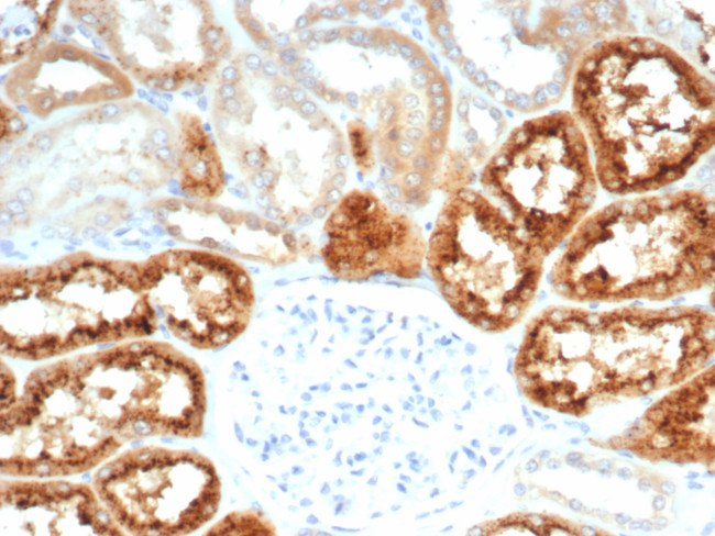 RBP4/Retinol Binding Protein 4 Antibody in Immunohistochemistry (Paraffin) (IHC (P))