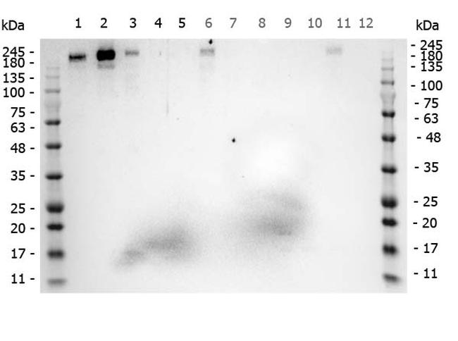 ROBO-1 Antibody in Western Blot (WB)