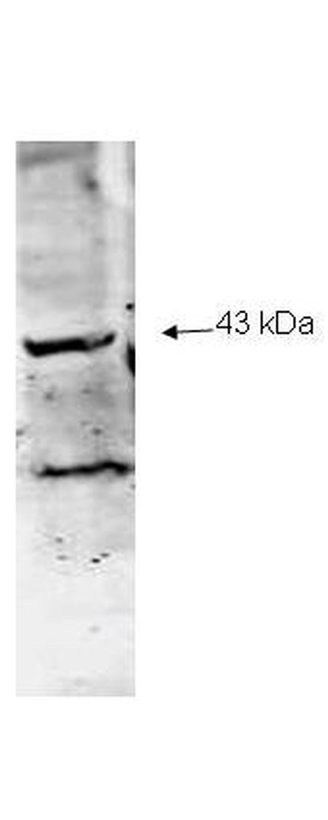 Neuraminidase (Neu2) Antibody in Western Blot (WB)