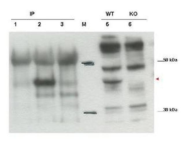 Cybr Antibody in Western Blot (WB)