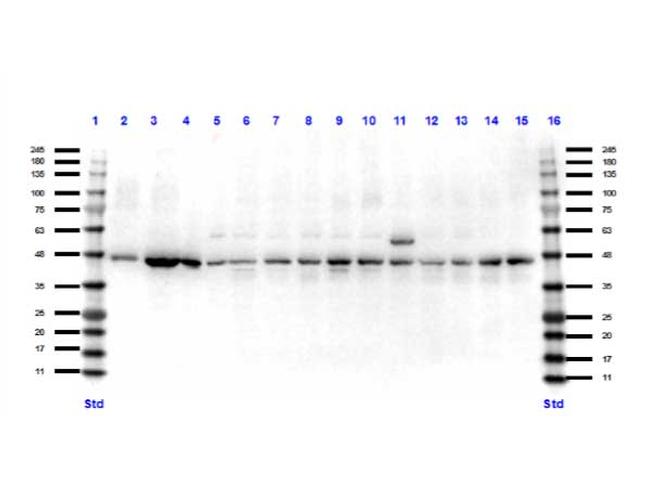 Pax7 Antibody in Western Blot (WB)
