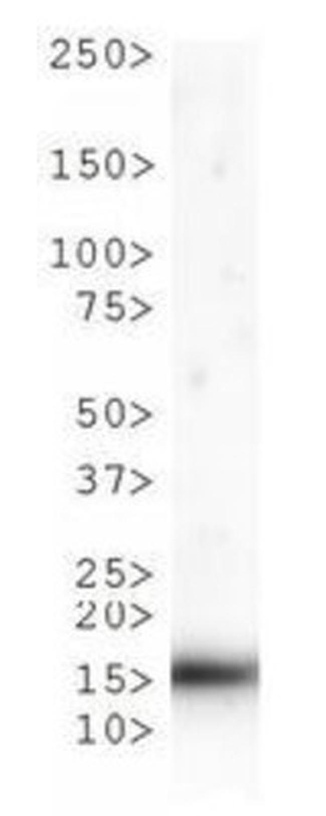 H3K9me1T6ph Antibody in Western Blot (WB)