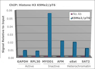 H3K9me2T6ph Antibody in ChIP Assay (ChIP)