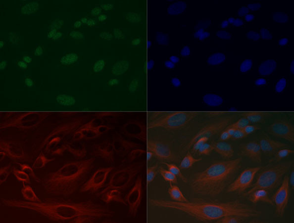 H3K37me1 Antibody in Immunocytochemistry (ICC/IF)