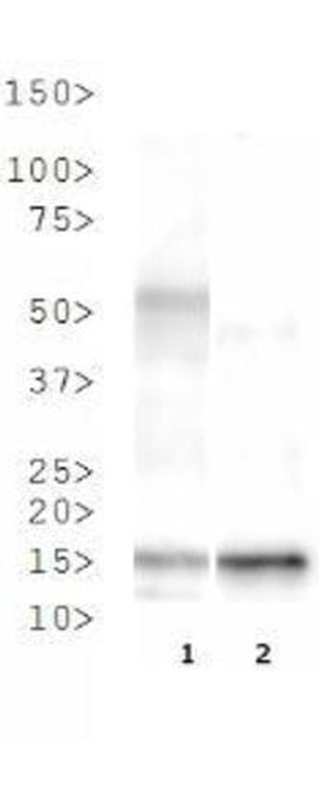 H3K37me3 Antibody in Western Blot (WB)