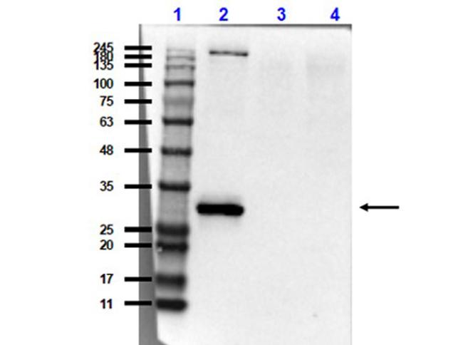 Scp3 Antibody in Western Blot (WB)