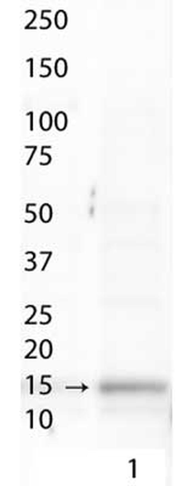 H3K9acS10ph Antibody in Western Blot (WB)