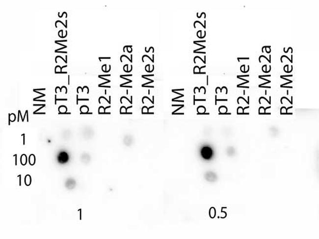 H3R2me2sT3ph Antibody in Dot Blot (DB)