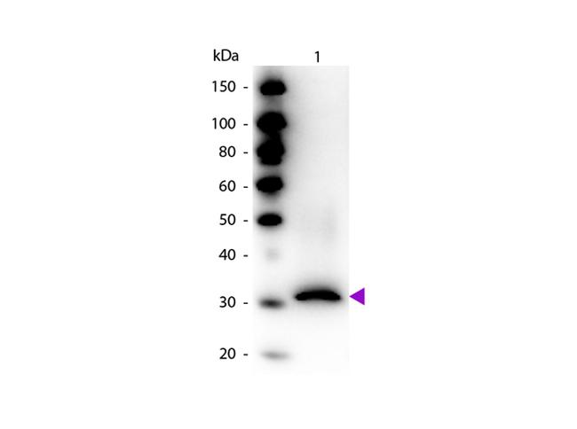 RFP Pre-adsorbed Antibody in Western Blot (WB)