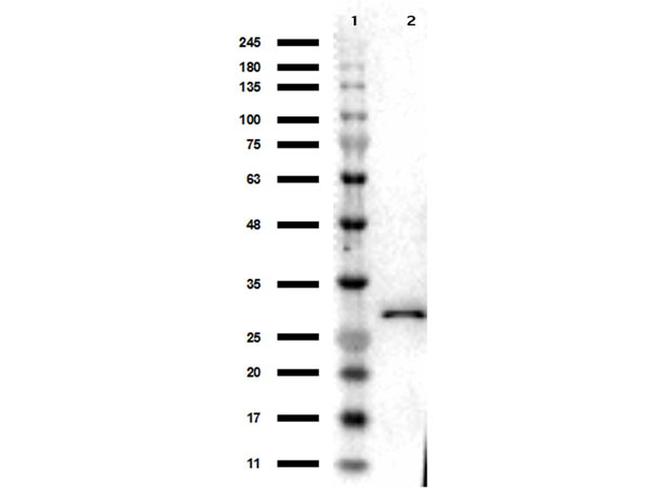 RFP Antibody in Western Blot (WB)