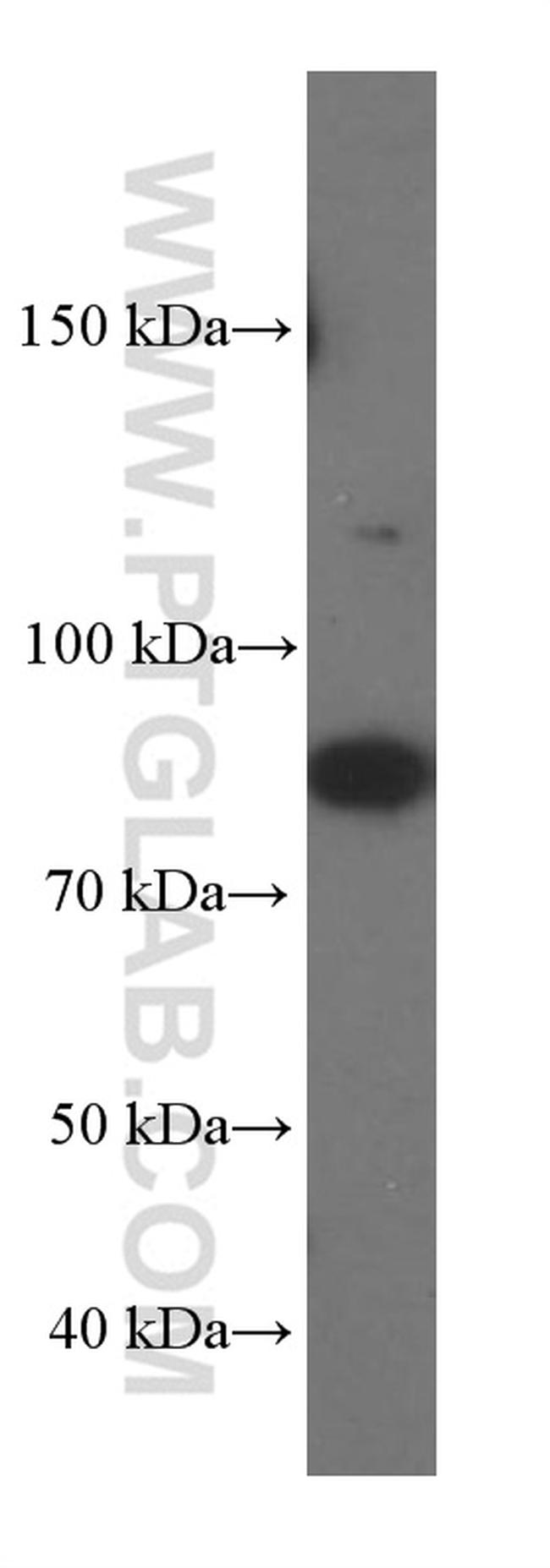 SLAM/CD150 Antibody in Western Blot (WB)