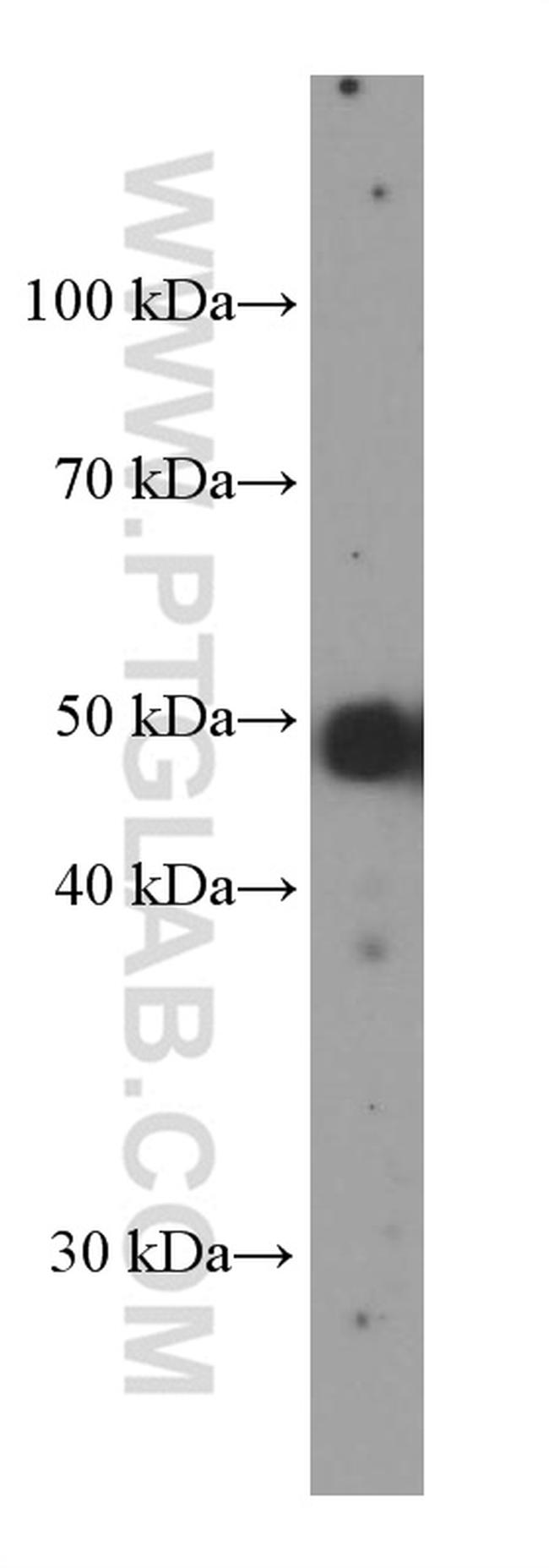 PAX8 Antibody in Western Blot (WB)