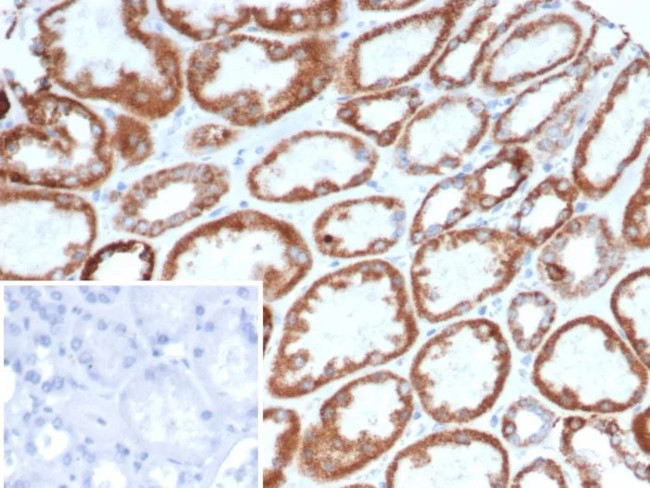 CD269/TNFRSF17/BCMA (B-Cell Maturation Protein) Antibody in Immunohistochemistry (Paraffin) (IHC (P))