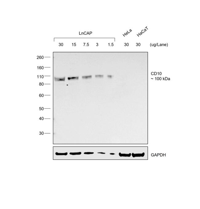 Goat IgG (H+L) Secondary Antibody in Western Blot (WB)