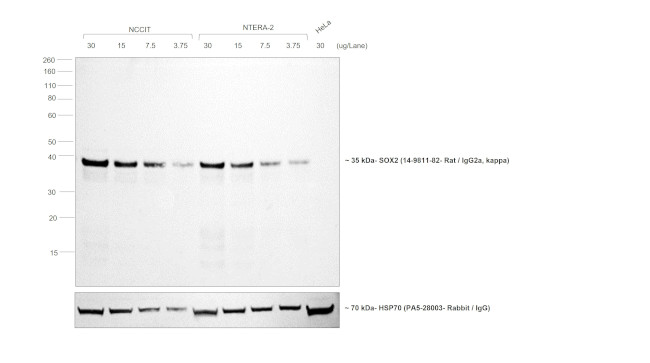 Rat IgG (H+L) Secondary Antibody in Western Blot (WB)