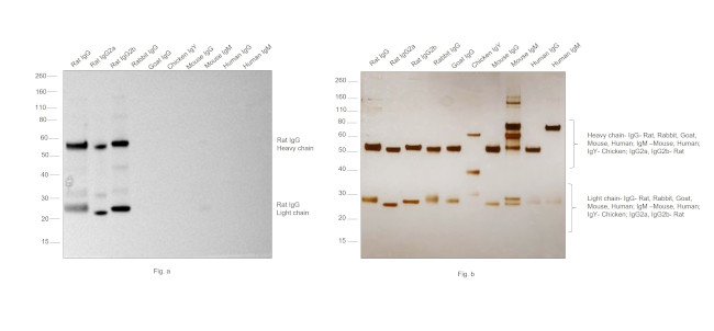 Rat IgG (H+L) Secondary Antibody in Western Blot (WB)