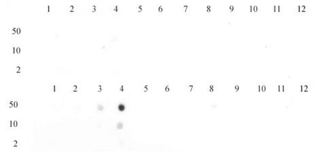 Histone H3K23me3 Antibody in Dot Blot (DB)