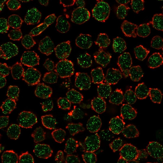 RXRB Antibody in Immunocytochemistry (ICC/IF)