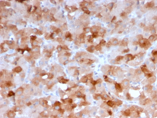 VISTA/B7-H5/VSIR (Negative Regulator of Immune Response) Antibody in Immunohistochemistry (Paraffin) (IHC (P))