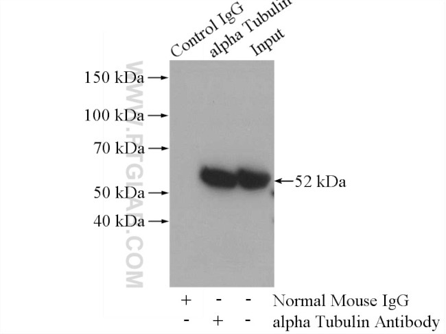 Alpha Tubulin Antibody 66031 1 Ig 0323