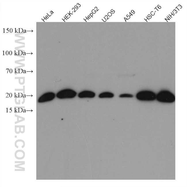UBE2C Antibody in Western Blot (WB)