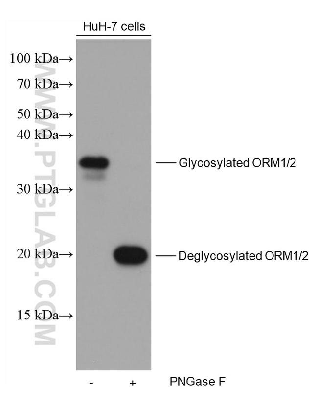 ORM1/2 Antibody in Western Blot (WB)