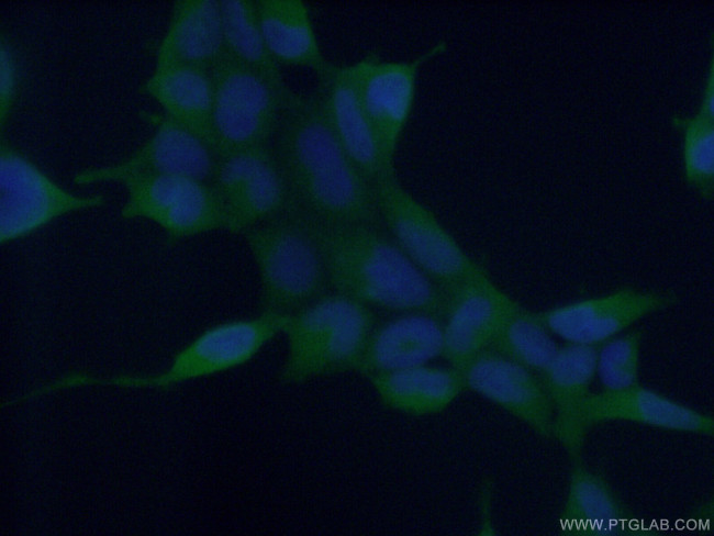 ASNA1 Antibody in Immunocytochemistry (ICC/IF)