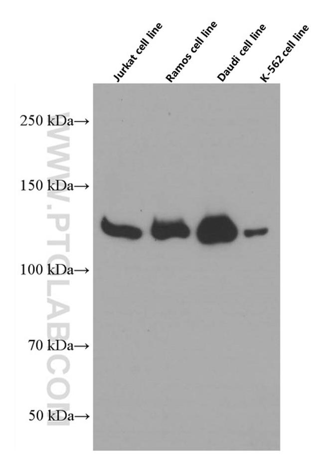 JAK1 Antibody in Western Blot (WB)