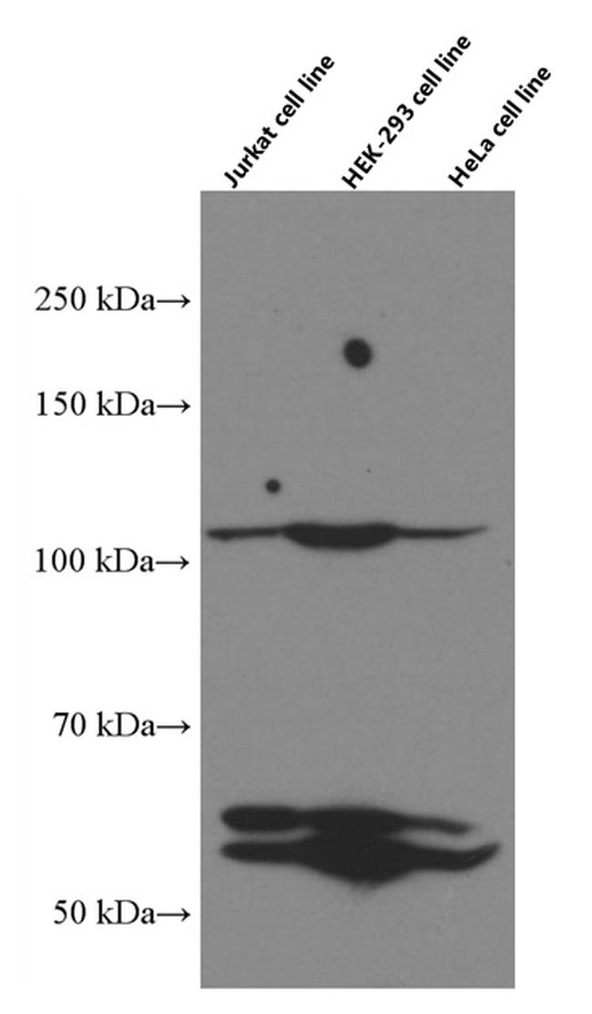 SP1 Antibody in Western Blot (WB)