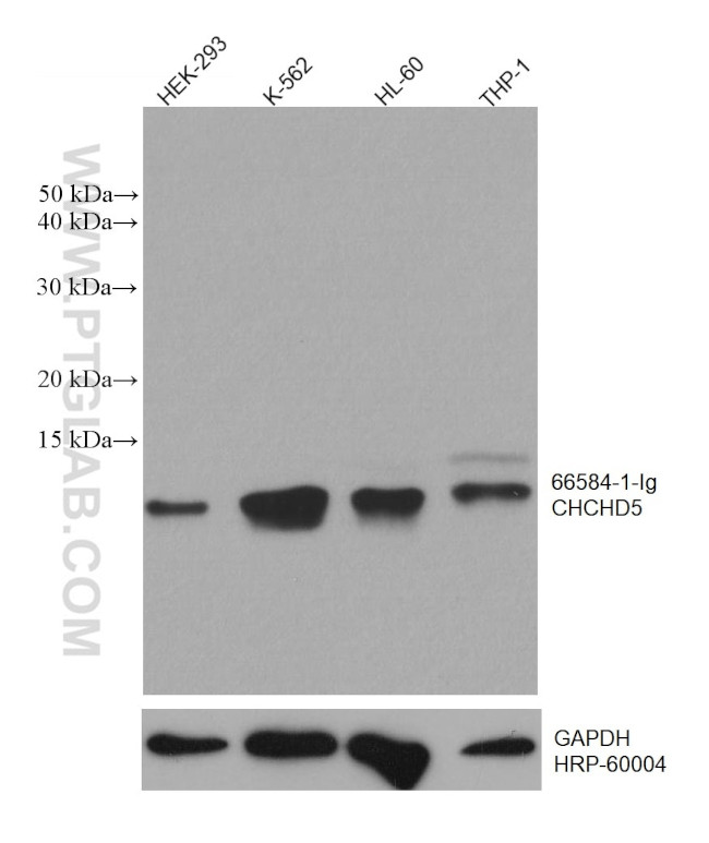 CHCHD5 Antibody in Western Blot (WB)