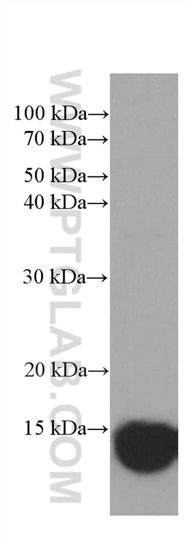 CHCHD5 Antibody in Western Blot (WB)