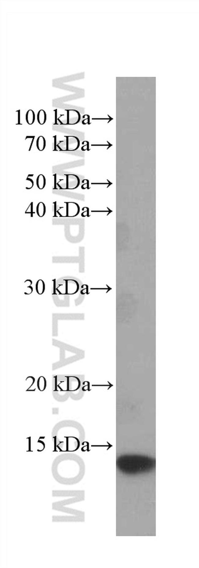 CHCHD5 Antibody in Western Blot (WB)