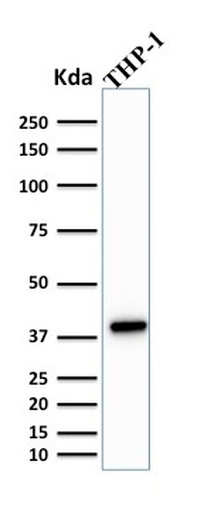 PU.1 (SPI-1) Antibody in Western Blot (WB)