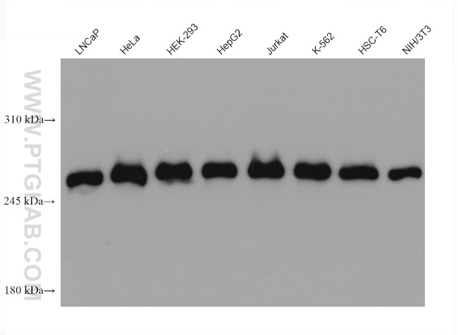 mTOR Antibody in Western Blot (WB)