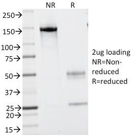 CD43 (T-Cell Marker) Antibody in SDS-PAGE (SDS-PAGE)