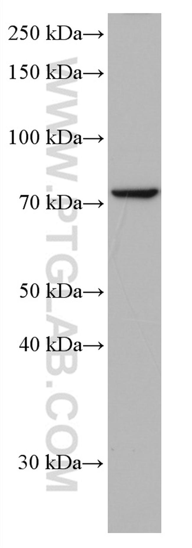 Frizzled 9 Antibody in Western Blot (WB)