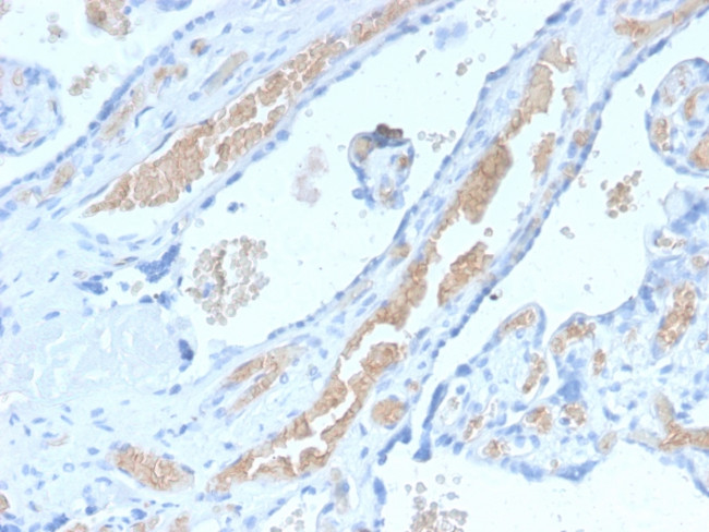 Spectrin Alpha 1 Antibody in Immunohistochemistry (Paraffin) (IHC (P))